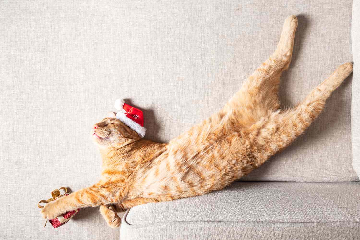 Sleepy orange cat wearing a Santa hat